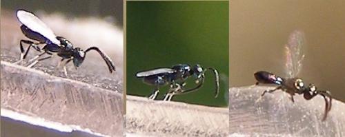 Réf. 75 183 : Anastatus bifasciatus