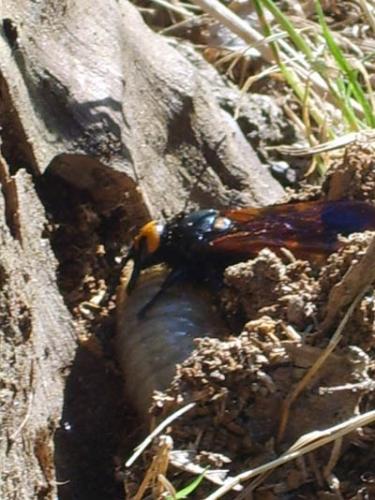 Réf. 75 738 : Megascolia maculata