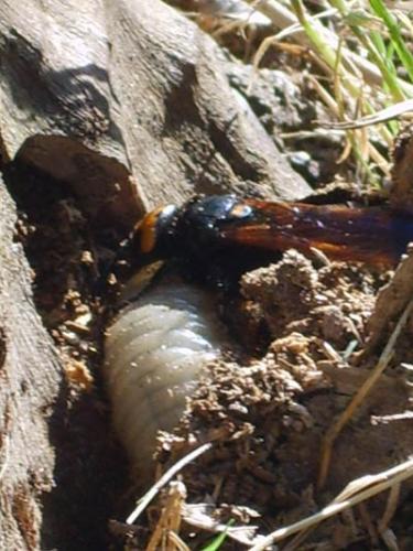 Réf. 75 785 : Megascolia maculata