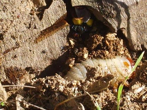Réf. 75 743 : Megascolia maculata