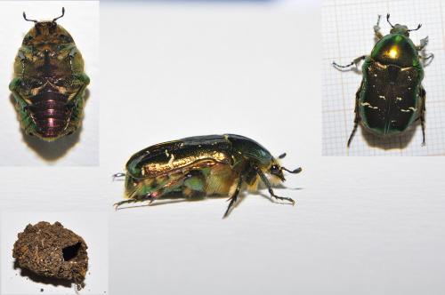 Cetonia aurata aurata