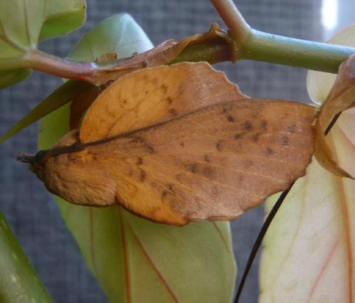 Gastropacha populifolia