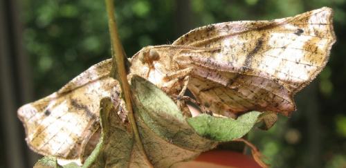 Apeira syringaria