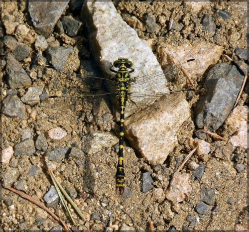 Onychogomphus forcipatus
