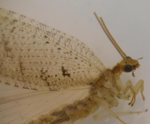 Hemerobius simulans