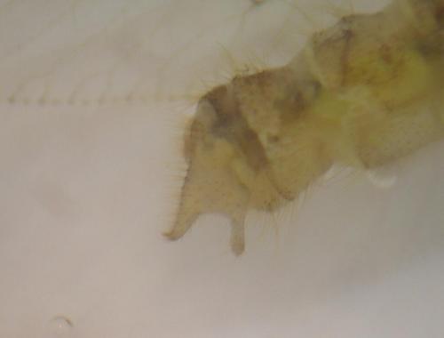 Réf. 75 459 : Hemerobius simulans