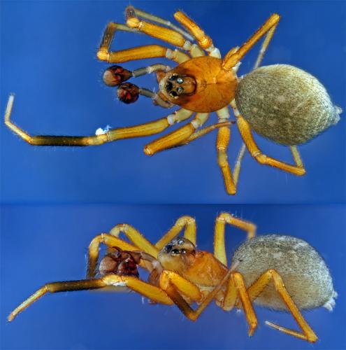 Walckenaeria atrotibialis
