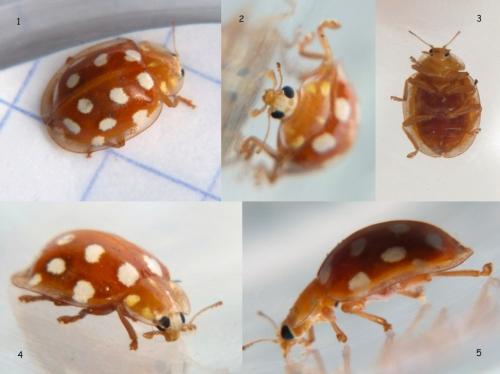 Halyzia sedecimguttata
