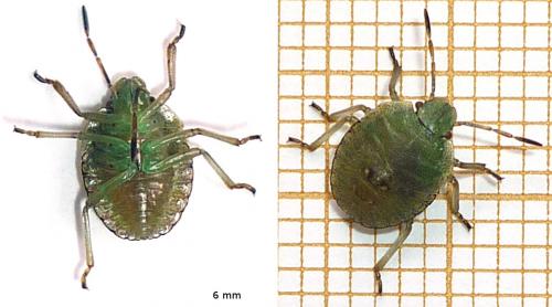 Palomena prasina