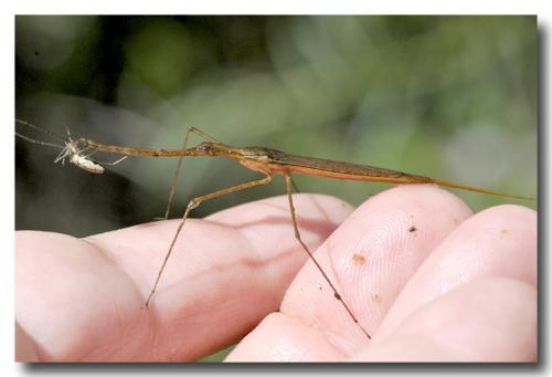 Réf. 75 630 : Ranatra linearis