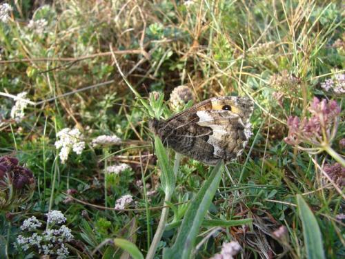 Réf. 75 342 : Hipparchia semele