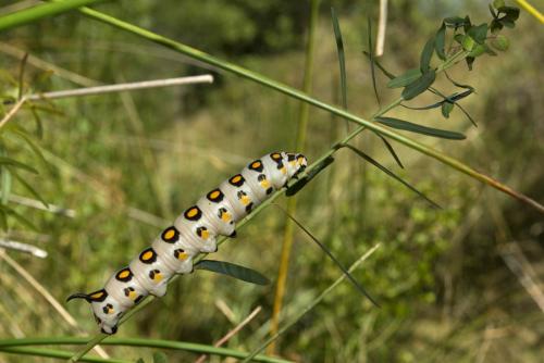 Hyles nicaea