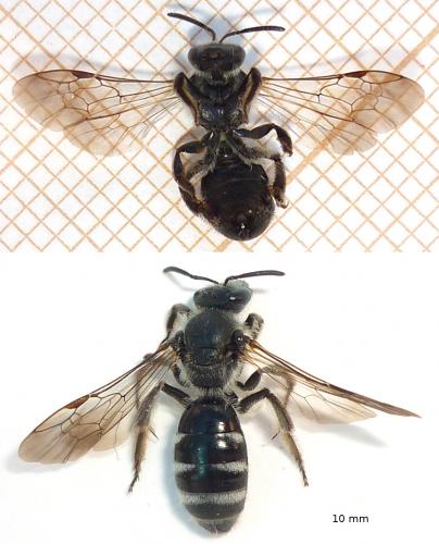 Lasioglossum sp.