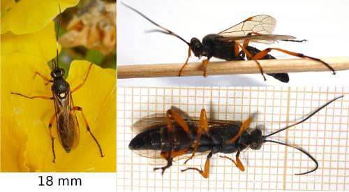 Diphyus quadripunctorius
