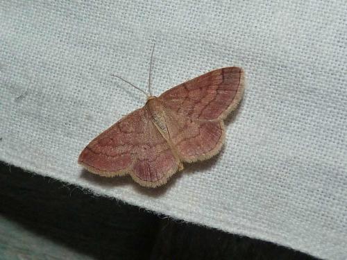 Réf. 75 657 : Scopula rubiginata