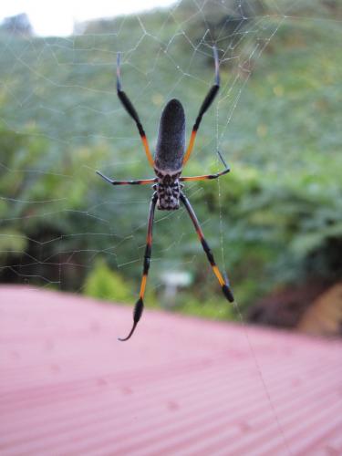 Réf. 75 043 : Trichonephila inaurata