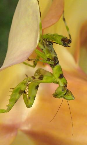Creobroter sp.