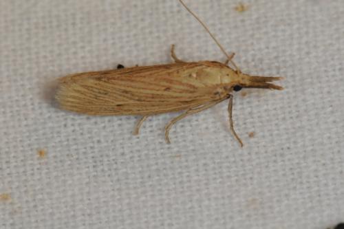 Réf. 75 233 : Ematheudes punctella