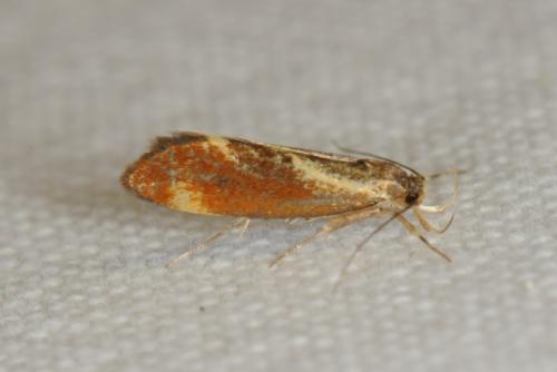 Metalampra sp.