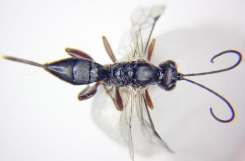 Réf. 75 037 : Cryptinae inconnu