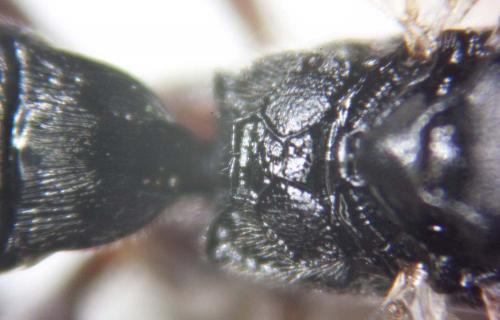 Réf. 75 039 : Cryptinae inconnu