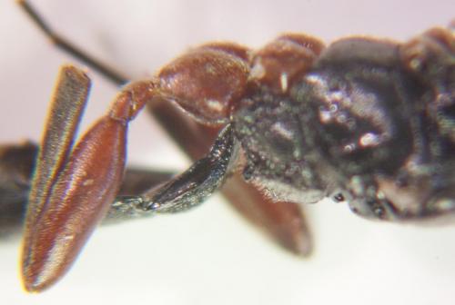 Cryptinae