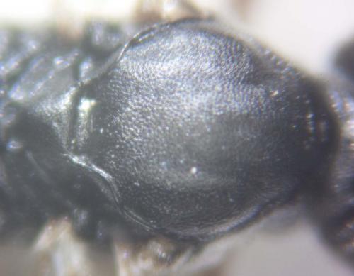 Cryptinae