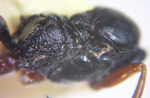 Cryptinae