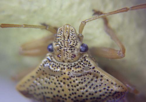 Elasmucha grisea grisea