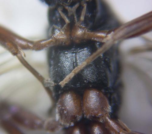 Cryptinae