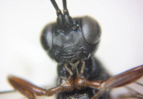 Réf. 75 042 : Cryptinae inconnu