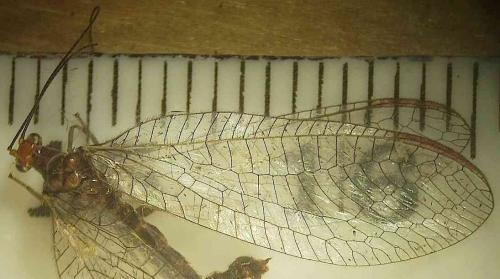 Réf. 75 679 : Nothochrysa capitata