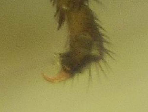 Réf. 75 680 : Nothochrysa capitata