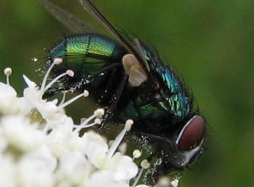 Lucilia sericata