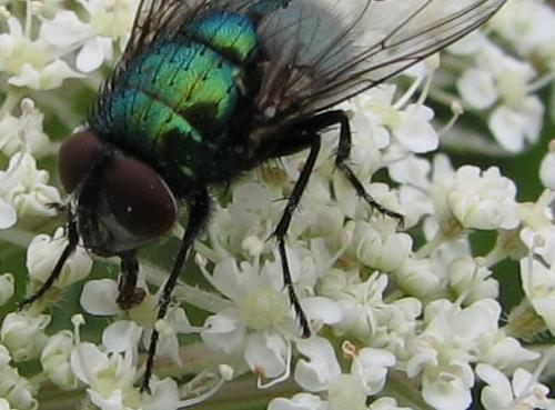 Lucilia sericata