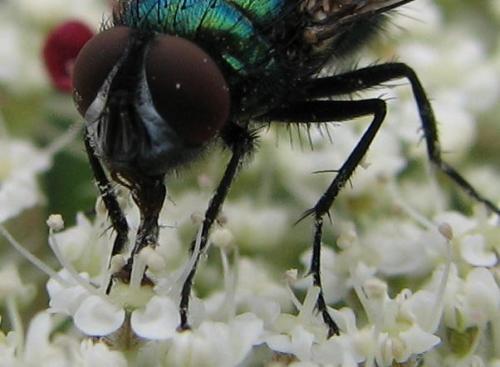 Lucilia sericata