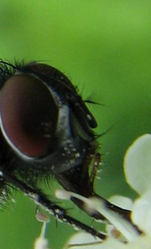 Lucilia sericata