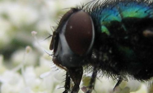 Lucilia sericata