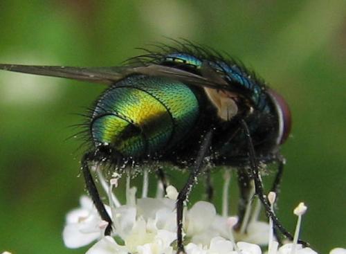 Lucilia sericata