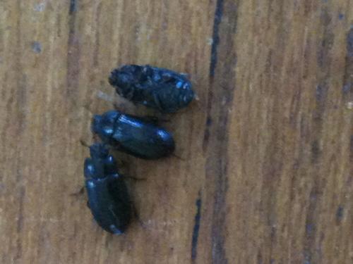 Alphitobius diaperinus