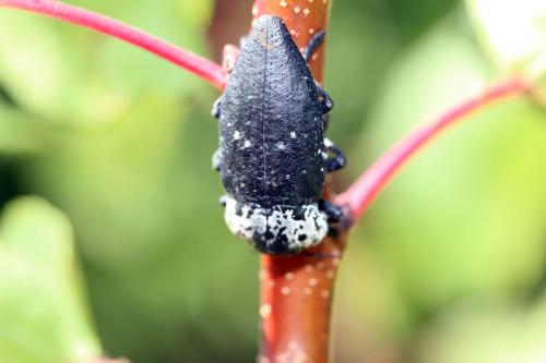 Réf. 75 398 : Capnodis tenebrionis