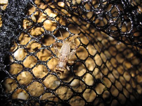 Réf. 75 788 : Eumodicogryllus bordigalensis bordigalensis