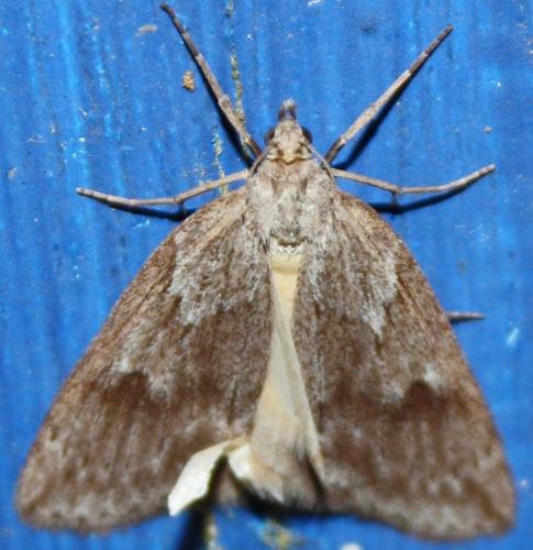 Pachycnemia hippocastanaria