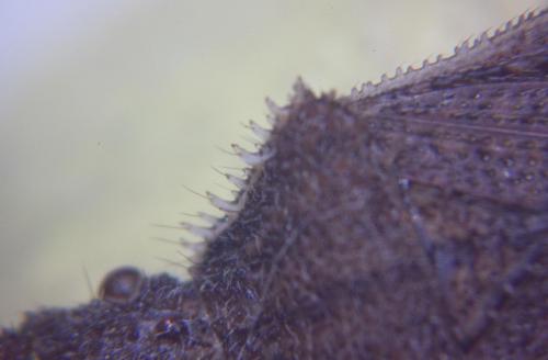 Réf. 75 765 : Coriomeris sp.