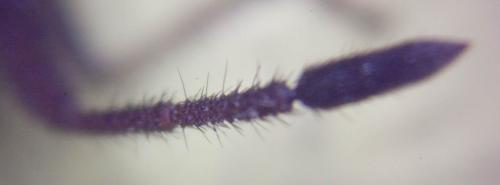 Coriomeris affinis