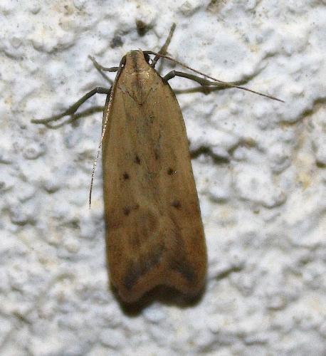 Dichomeris limosella