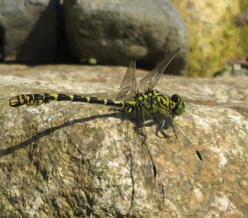 Réf. 75 712 : Onychogomphus forcipatus