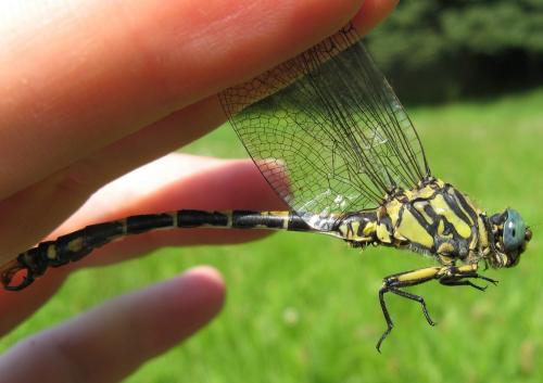 Onychogomphus uncatus