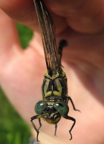 Onychogomphus uncatus