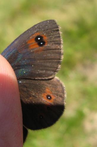 Réf. 75 771 : Erebia cassioides